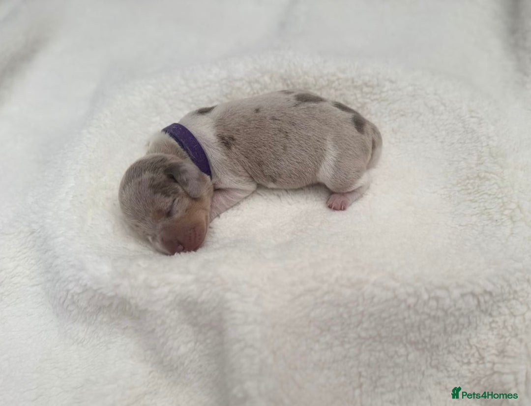 Miniature Dachshund dogs for sale: Miniature Dachshund Puppies - Image 5