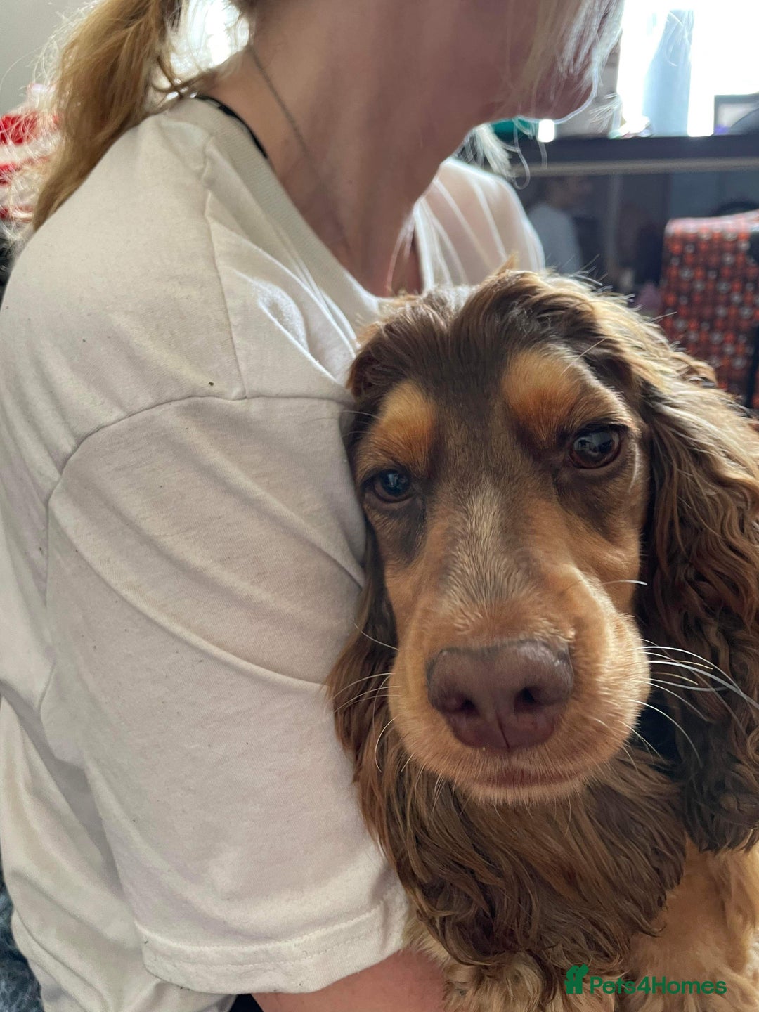 Cocker Spaniel dogs for sale: Beautiful KC Show Cocker girl DNA tested  - Image 2