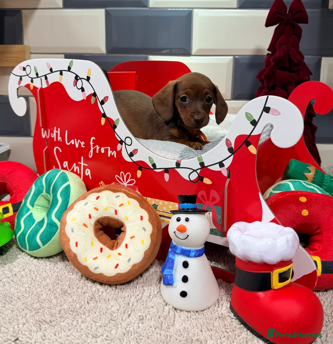 Miniature Dachshund dogs for sale: Ready now Outstanding kc reg pra clear minis  - Advert 8
