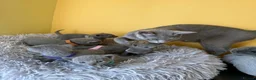 Russian Blue cats for sale: TICA REGISTERED Pure Breed Russian Blue Kittens - Advert 11