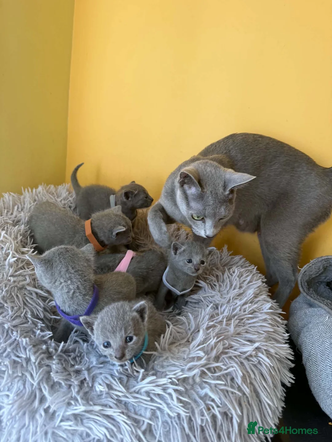 Russian Blue cats for sale: TICA REGISTERED Pure Breed Russian Blue Kittens - Advert 11