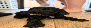 Cockapoo Puppy 4