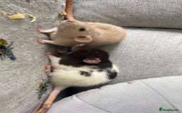 Rat rodents for sale: Pair of 4 month old female rats - Image 4