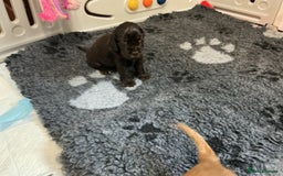 Cocker Spaniel dogs for sale: KC Reg Show Cocker Ext health tested - Image 9