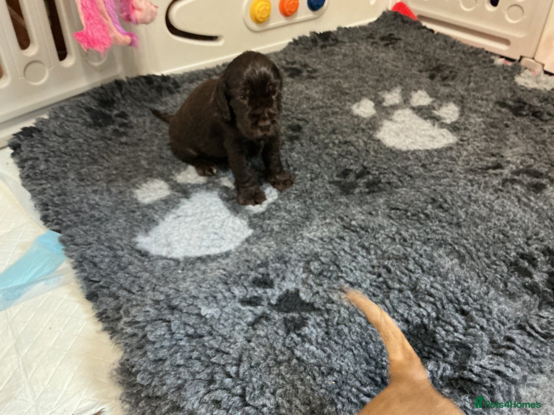 Cocker Spaniel dogs for sale: KC Reg Show Cocker Ext health tested - Image 9