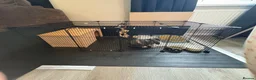 English Lop rabbits for sale: Male Bunny- aged 10 weeks & Full Setup  in Baldock - Advert 7