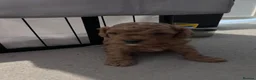 Cavapoo dogs for sale: Beautiful tiny f1bb cavapoo puppies PRA clear in Rainham - Advert 14