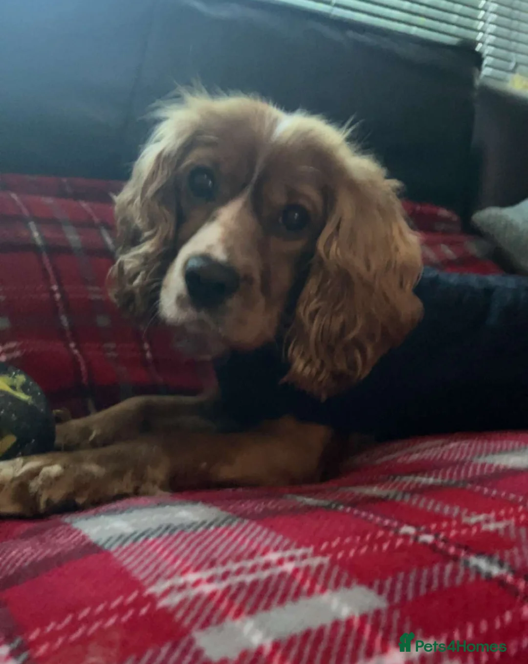 Mixed Breed dogs for stud: Cockalier stud in Alfreton - Advert 1