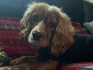 Mixed Breed dogs Cockalier stud - Advert 1