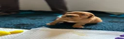 Golden Retriever dogs for sale: Beautiful dark red golden retriever puppies  - Advert 15