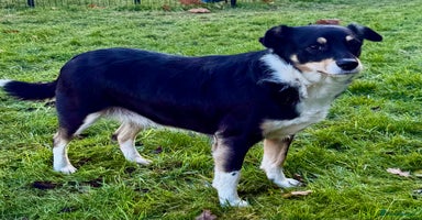 Border Collie dogs Agata: Left Behind, but Never Stopped Hoping - Advert 4