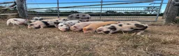 Pig livestock for sale: Gorgeous friendly mini pigs  - Advert 2