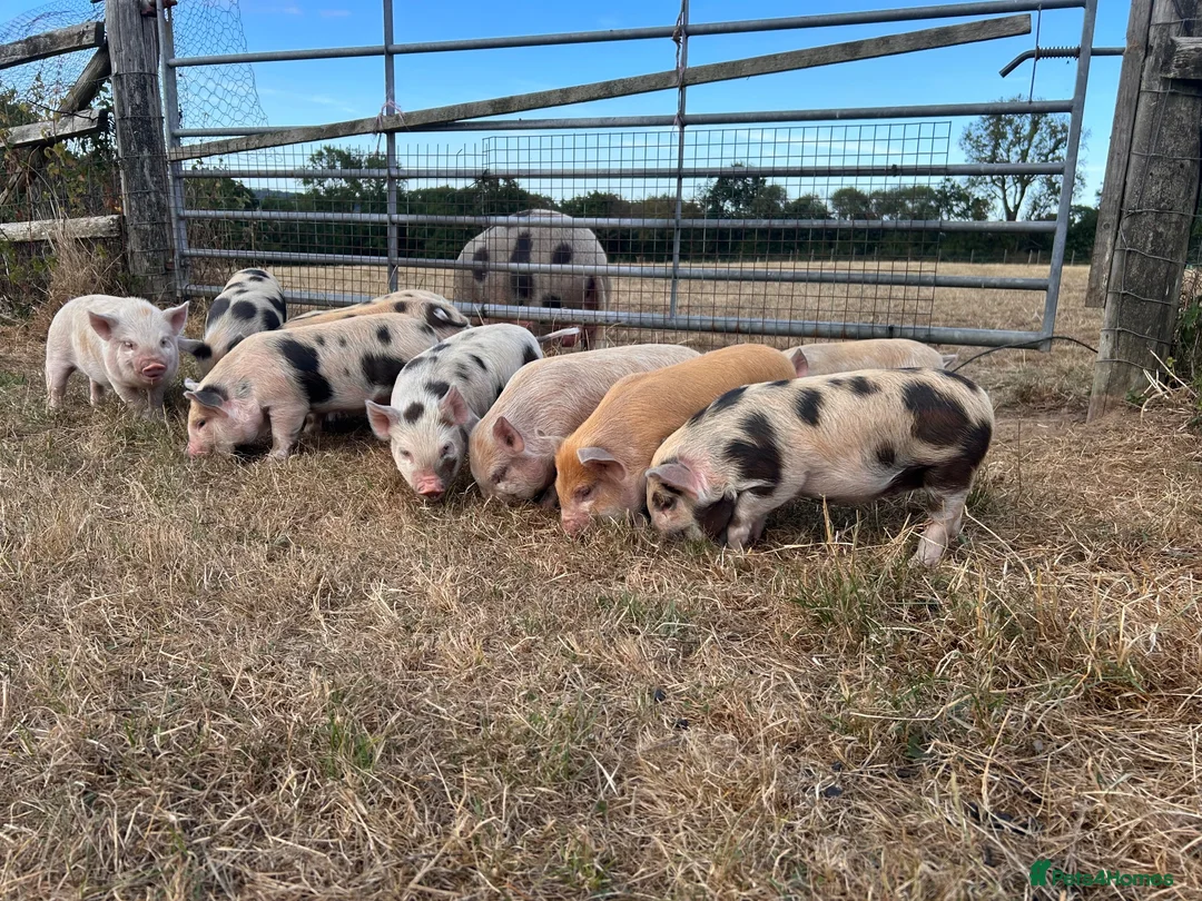 Pig livestock for sale: Gorgeous friendly mini pigs  - Advert 2