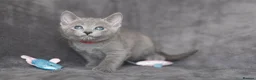 Russian Blue cats for sale: TICA Reg Boutique Russian Blue Kittens  - Advert 19