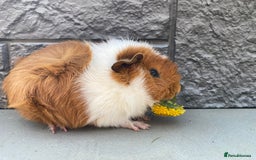 Guinea Pig rodents for sale: Guinea Pig Babies for Sale - Image 5