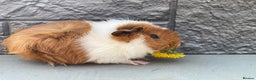 Guinea Pig rodents for sale: Guinea Pig Babies for Sale Boys and Girls - Advert 9