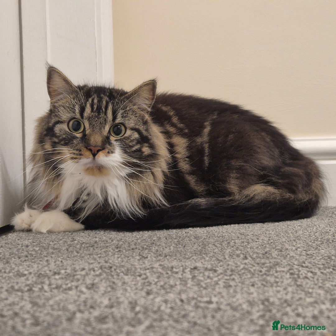 Mixed Breed cats for sale: Friendly Mixed-Breed Male Cat - Advert 5