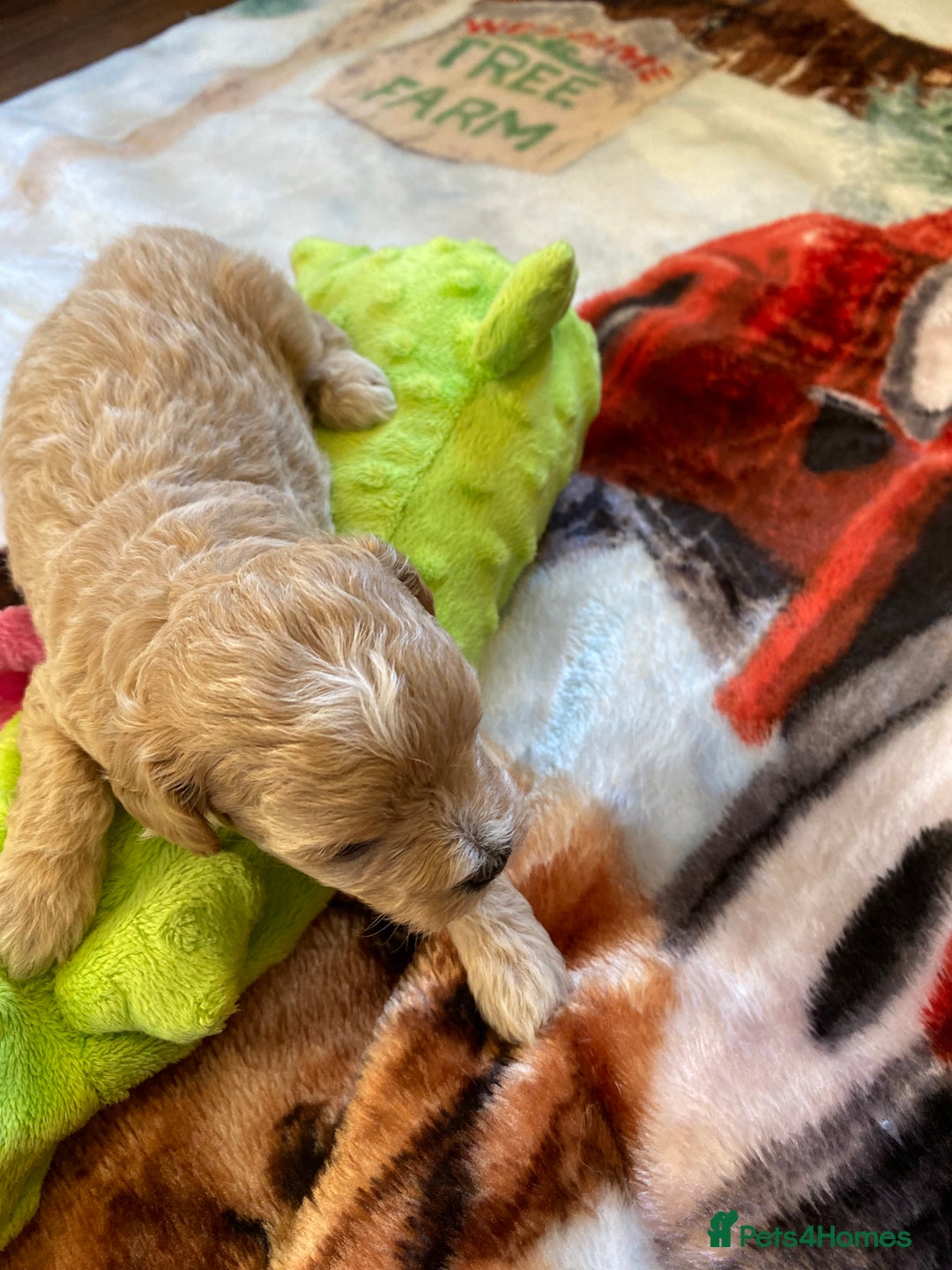 Maltipoo dogs for sale: Beautiful Apricot Maltipoo puppies. - Image 19