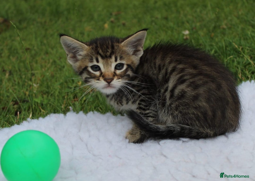 Savannah cats for sale: Stunning Savannahx Maine coons - Image 7