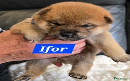 Japanese Shiba Inu dogs for sale: Gorgeous Shibas  - Image 27