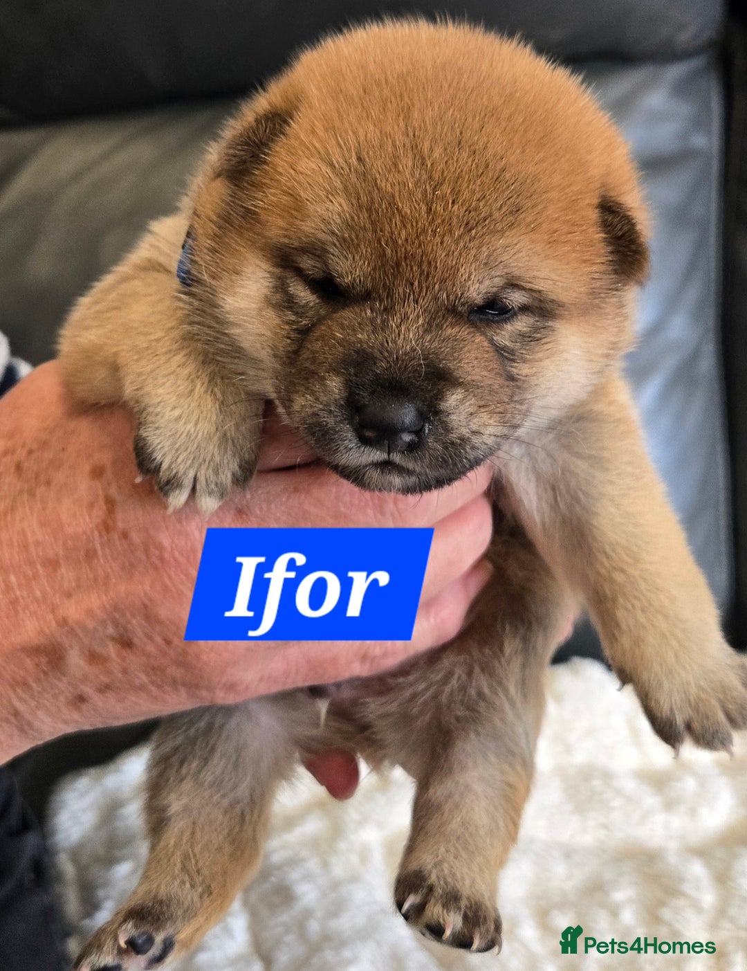 Japanese Shiba Inu dogs for sale: Gorgeous Shibas  - Image 27