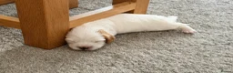 Mixed Breed dogs for sale: 3 Beautiful Cavapoochon Girls in Basildon - Advert 7