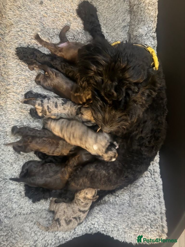 Cavapoo dogs for sale: F1 Cavapoo Puppies – 2 Boys & 3 Girls Available 🐾 in Blackpool - Advert 2