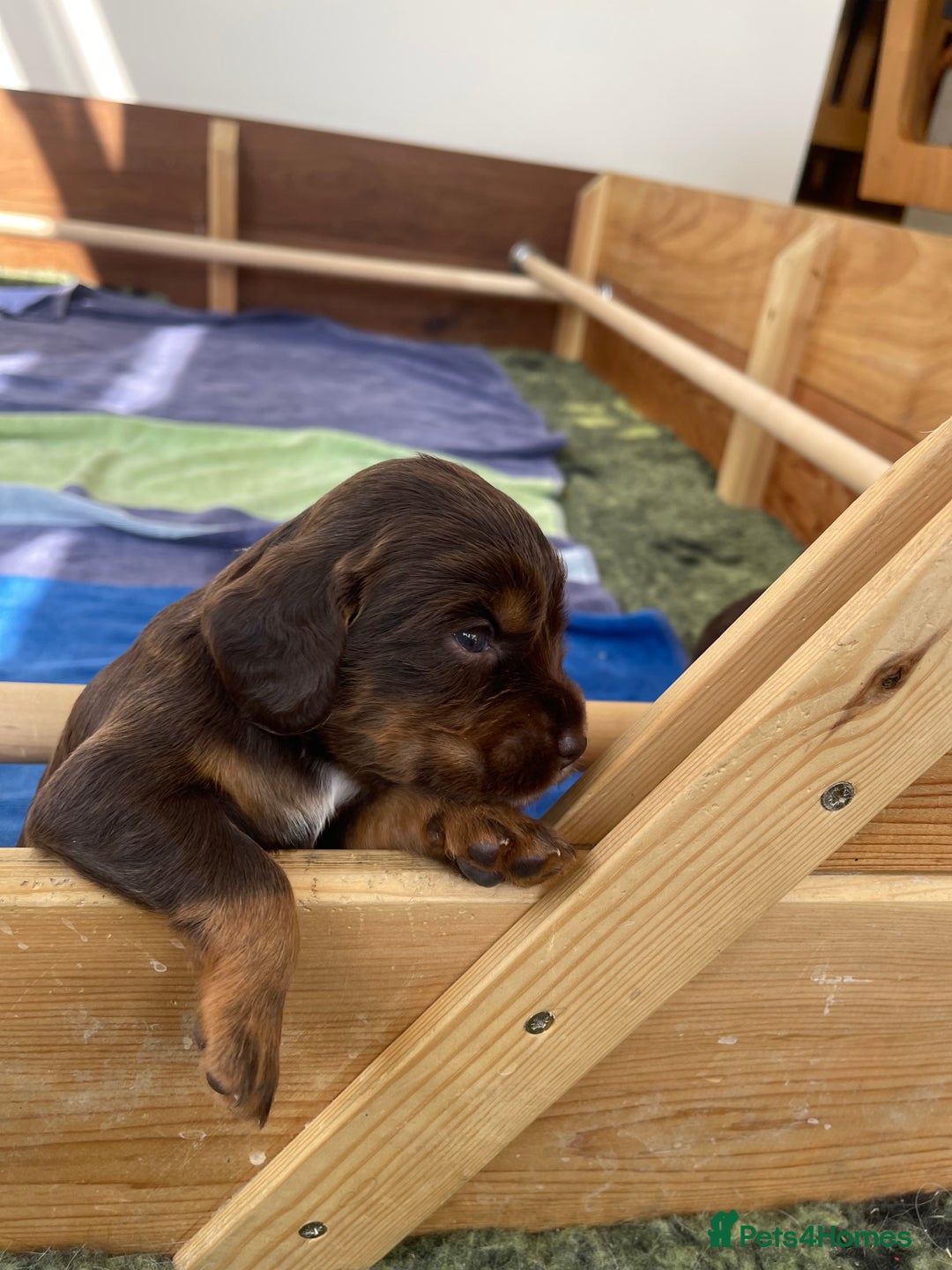 Cocker Spaniel dogs for sale:  KC Registered Working Cocker Spaniel Puppies - Image 39