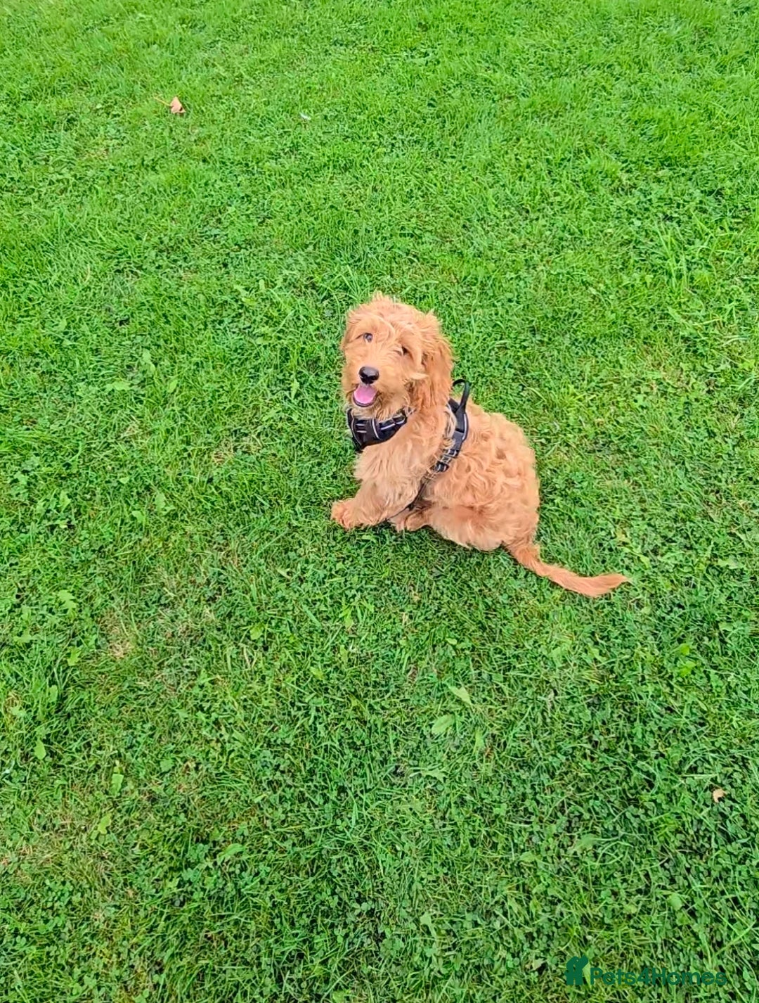 Cockapoo dogs for sale: Loveable Biscuit - Advert 4