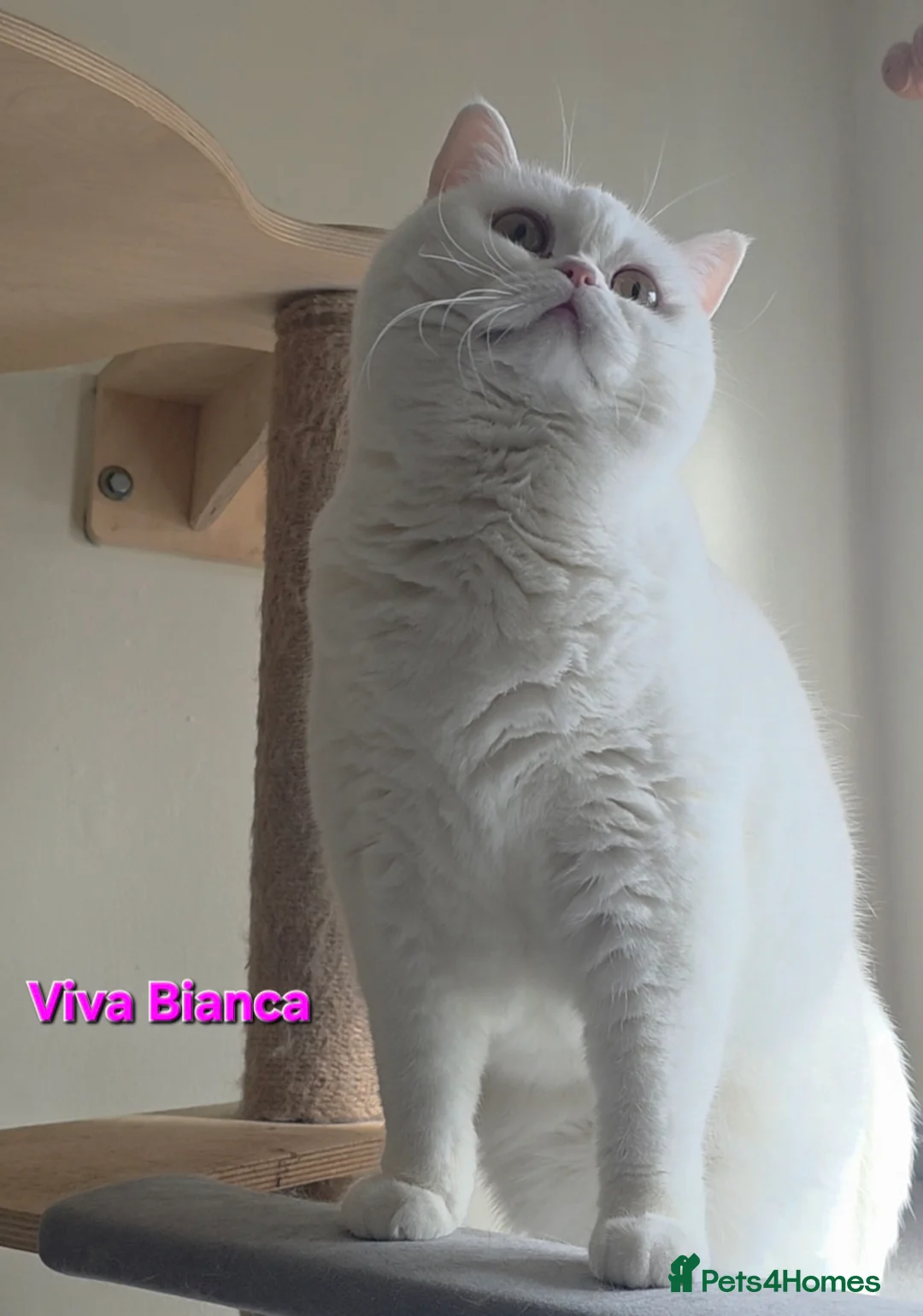 British Shorthair cats for sale: Closing of BSH cattery, 50% discount  - Advert 2
