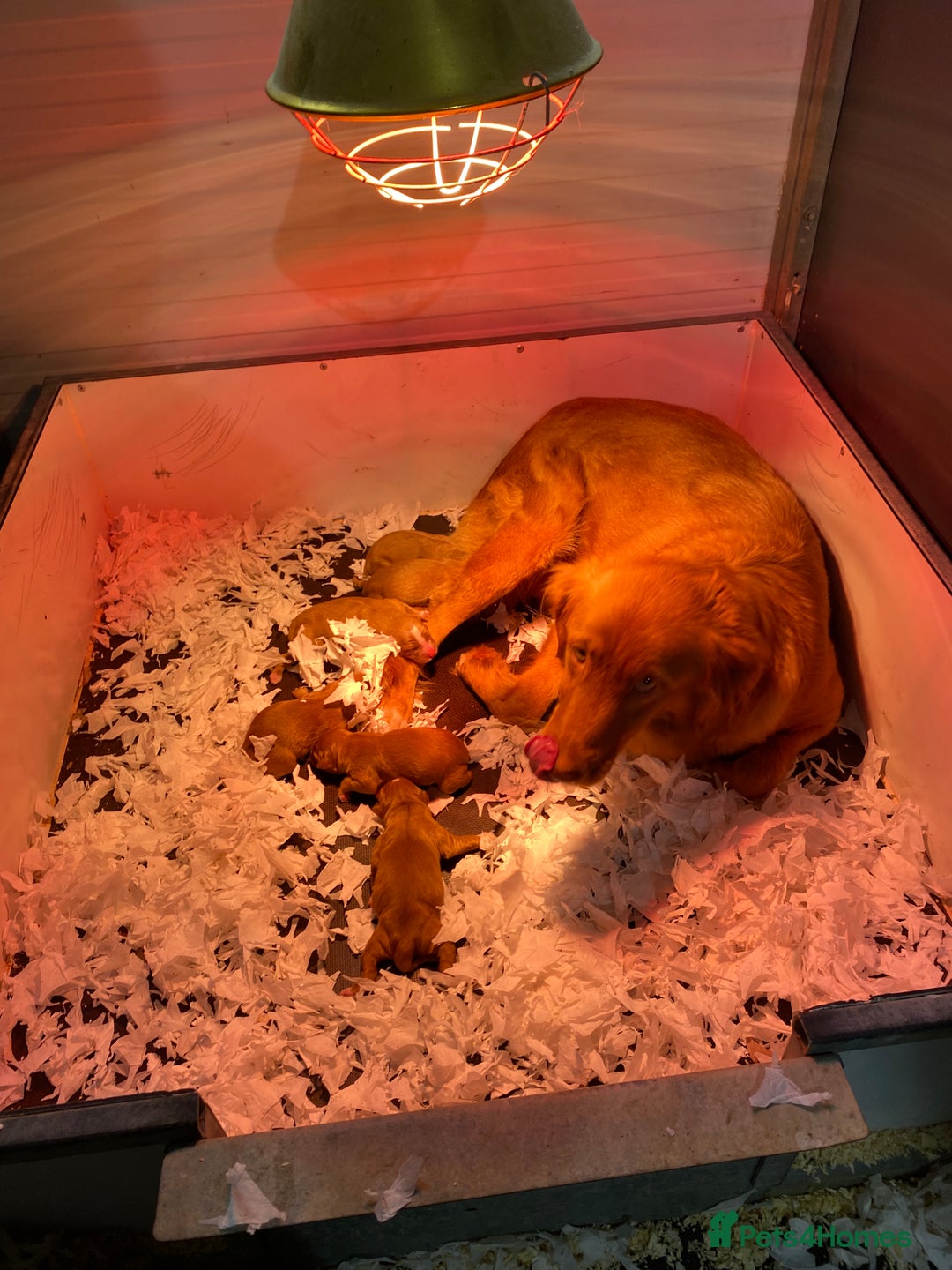 Nova Scotia Duck Tolling Retriever dogs for sale: Nova Scotia Duck Tollers  - Advert 3