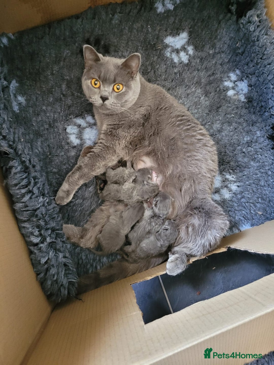 British Shorthair cats for sale: GCCF REG. ACTIVE BSH KITTENS SHOW LINES - Image 16