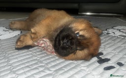 Chow Chow dogs for sale: Cinnamon Chow Chow Puppies - Image 9