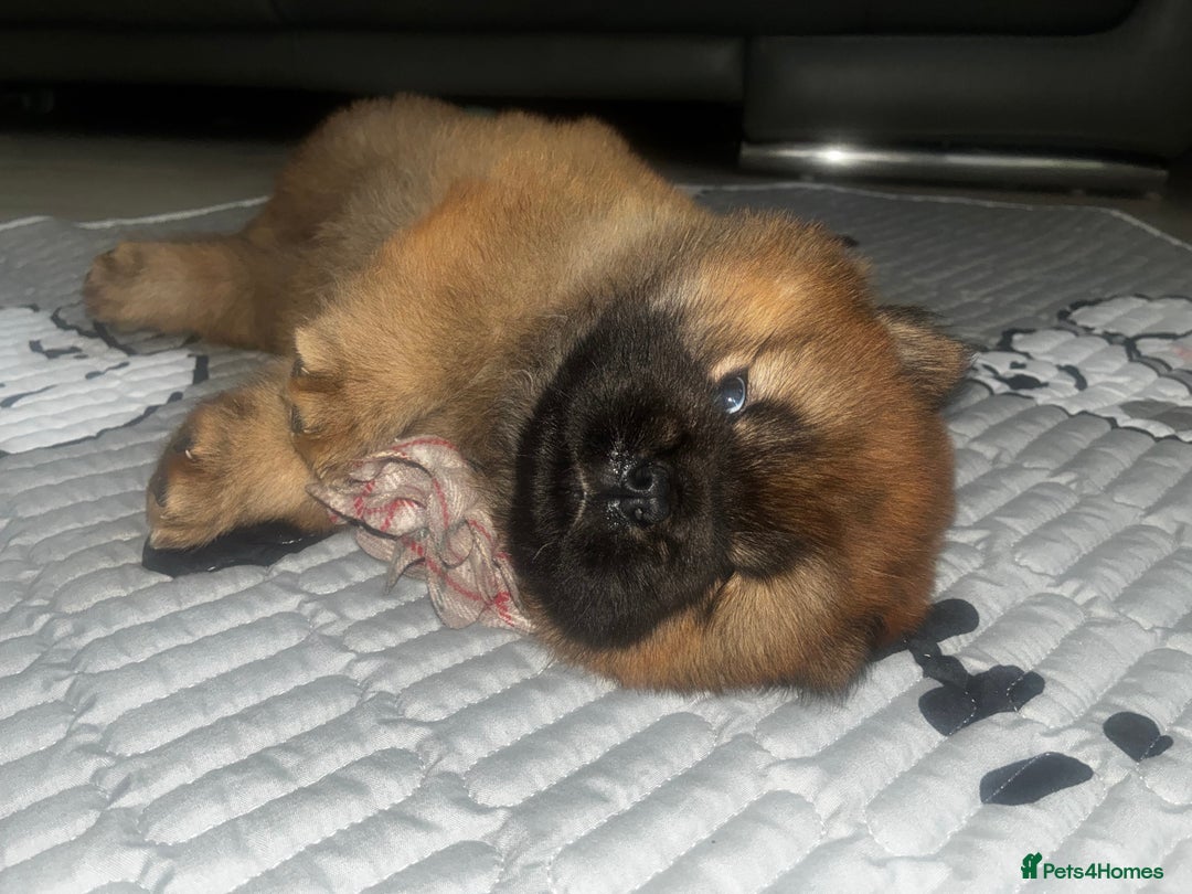 Chow Chow dogs for sale: Cinnamon Chow Chow Puppies - Image 9