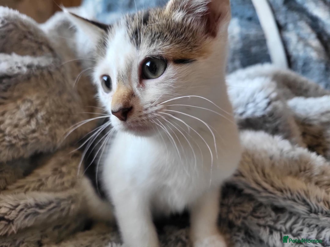 Mixed Breed cats for sale: 4 beautiful little kittens  - Image 12