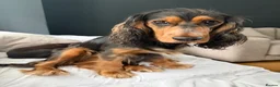 Cocker Spaniel dogs for sale: Male cocker spaniel - Advert 1