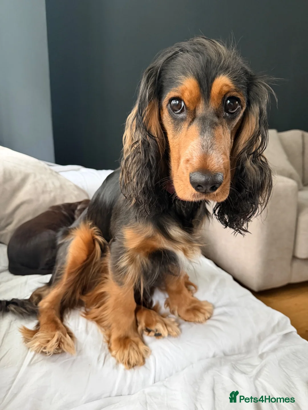 Cocker Spaniel dogs for sale: Male cocker spaniel - Advert 1