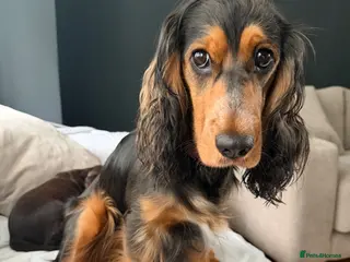 Cocker Spaniel dogs Male cocker spaniel - Advert 1