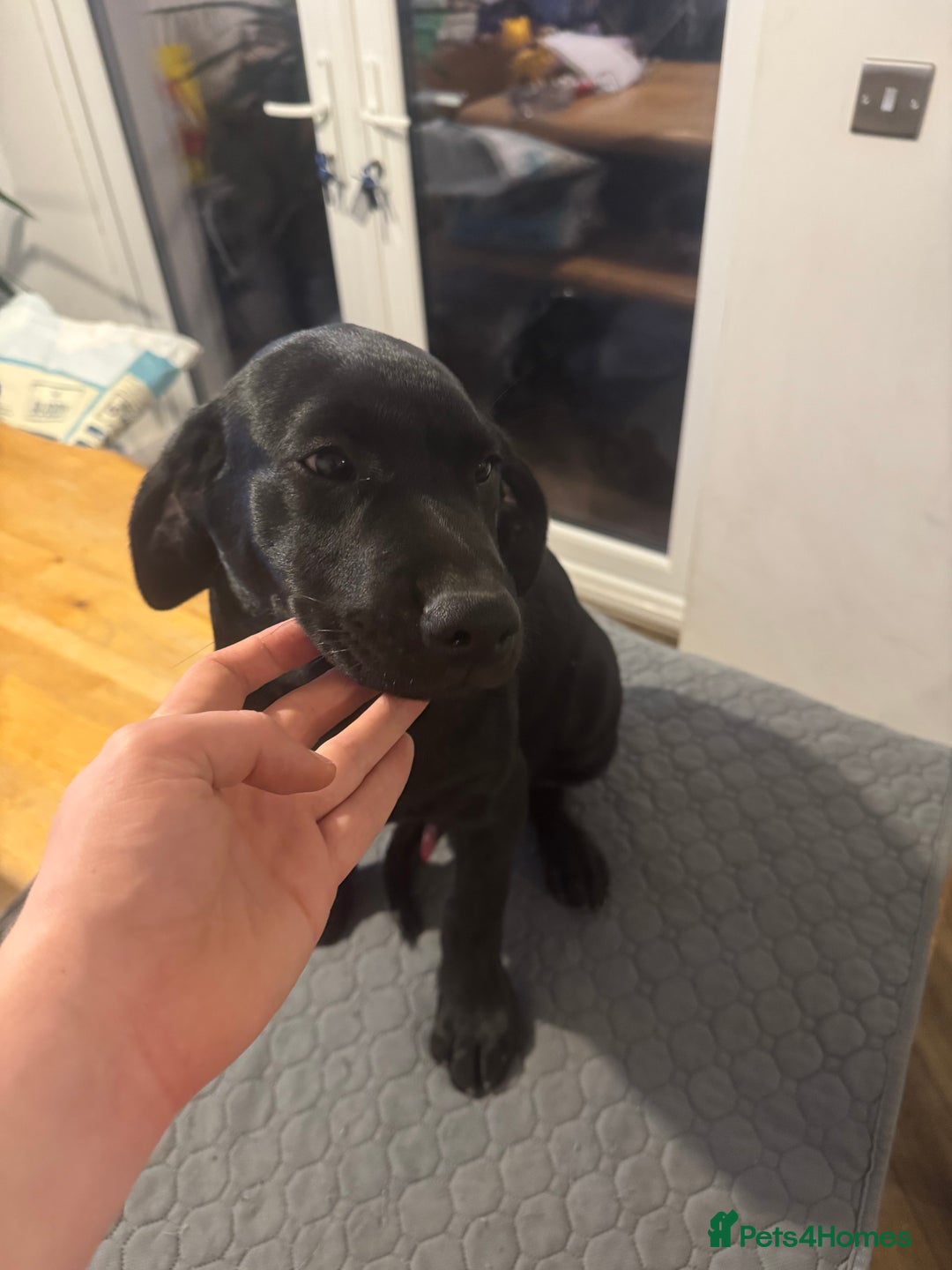 Labrador Retriever dogs for sale: Pedigree Labradors - Perfect for gun dog  - Image 7