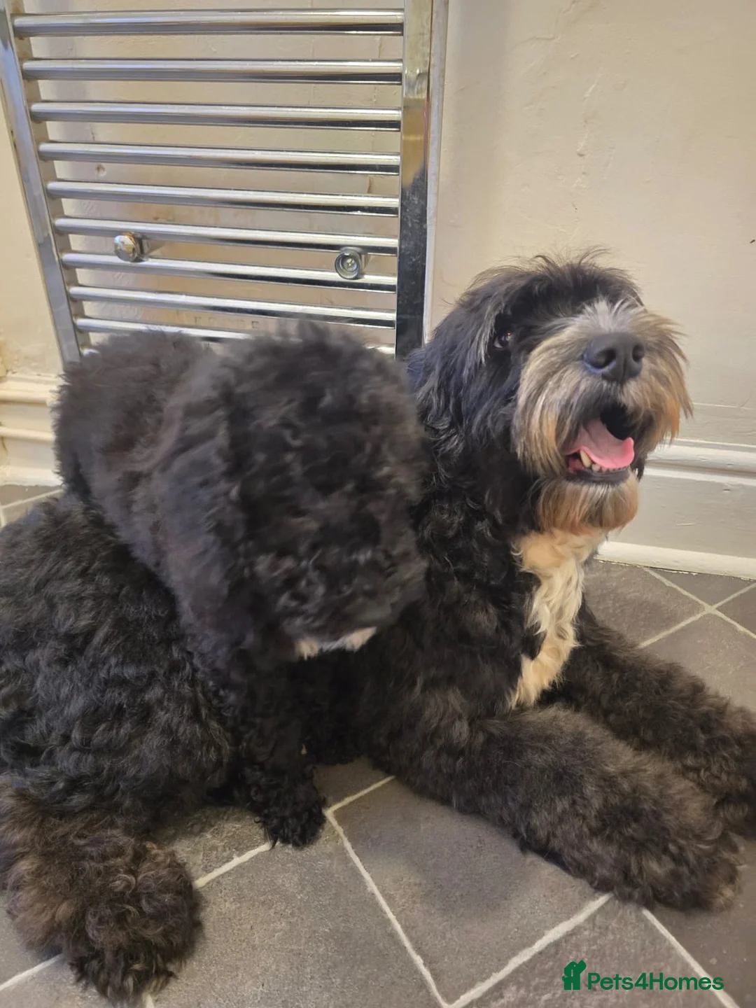 Goldendoodle dogs for sale: Goldendoodle Puppies  in Bolton - Advert 2