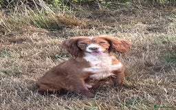 Sprocker dogs for sale: Sprocker puppies - Image 7