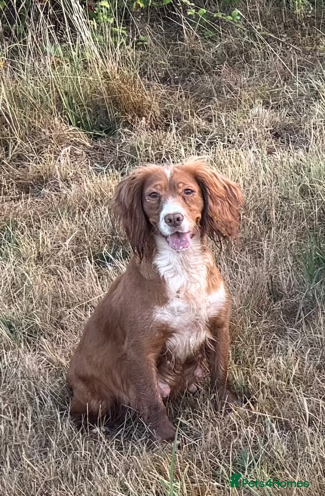 Sprocker dogs for sale: Sprocker puppies - Image 7