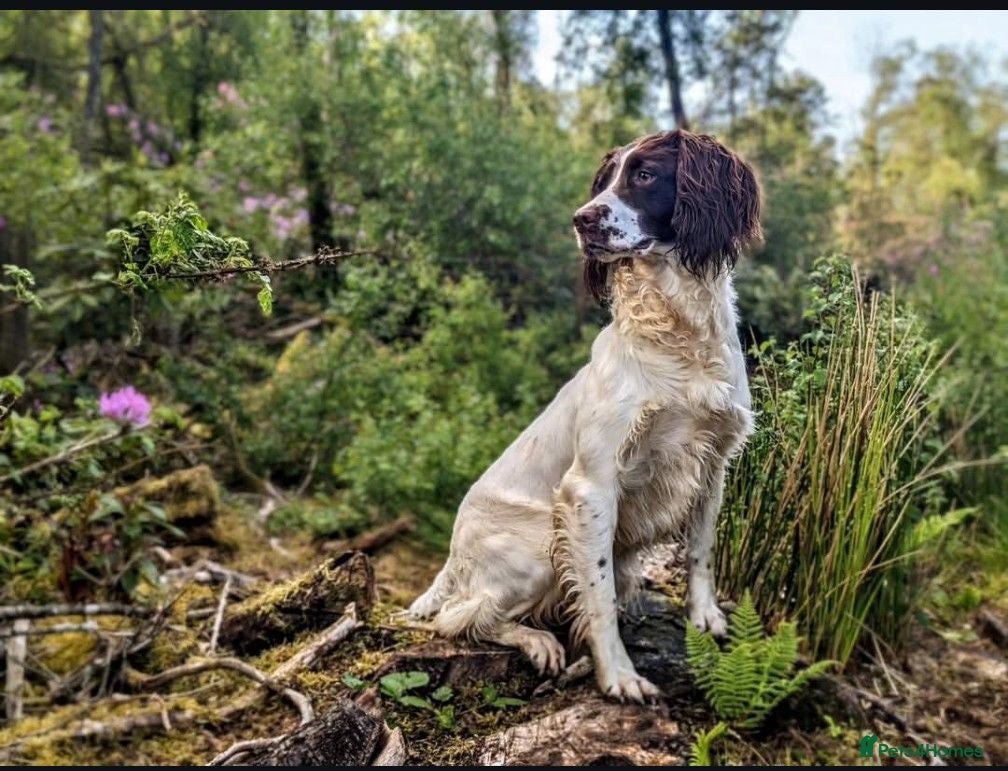 English Springer Spaniel dogs KC Registered English Springer Spaniel Puppies - Advert 2