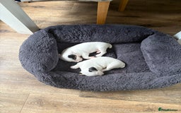 Jack Russell dogs for sale: jack Russell puppies for sell  - Image 5
