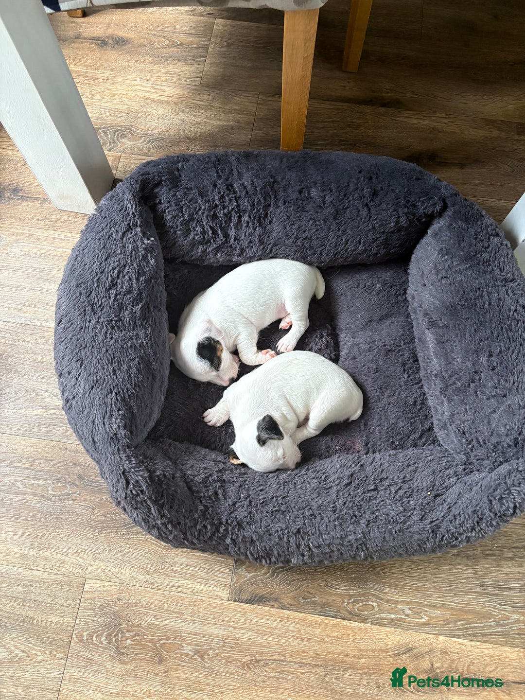 Jack Russell dogs for sale: jack Russell puppies for sell  - Image 5