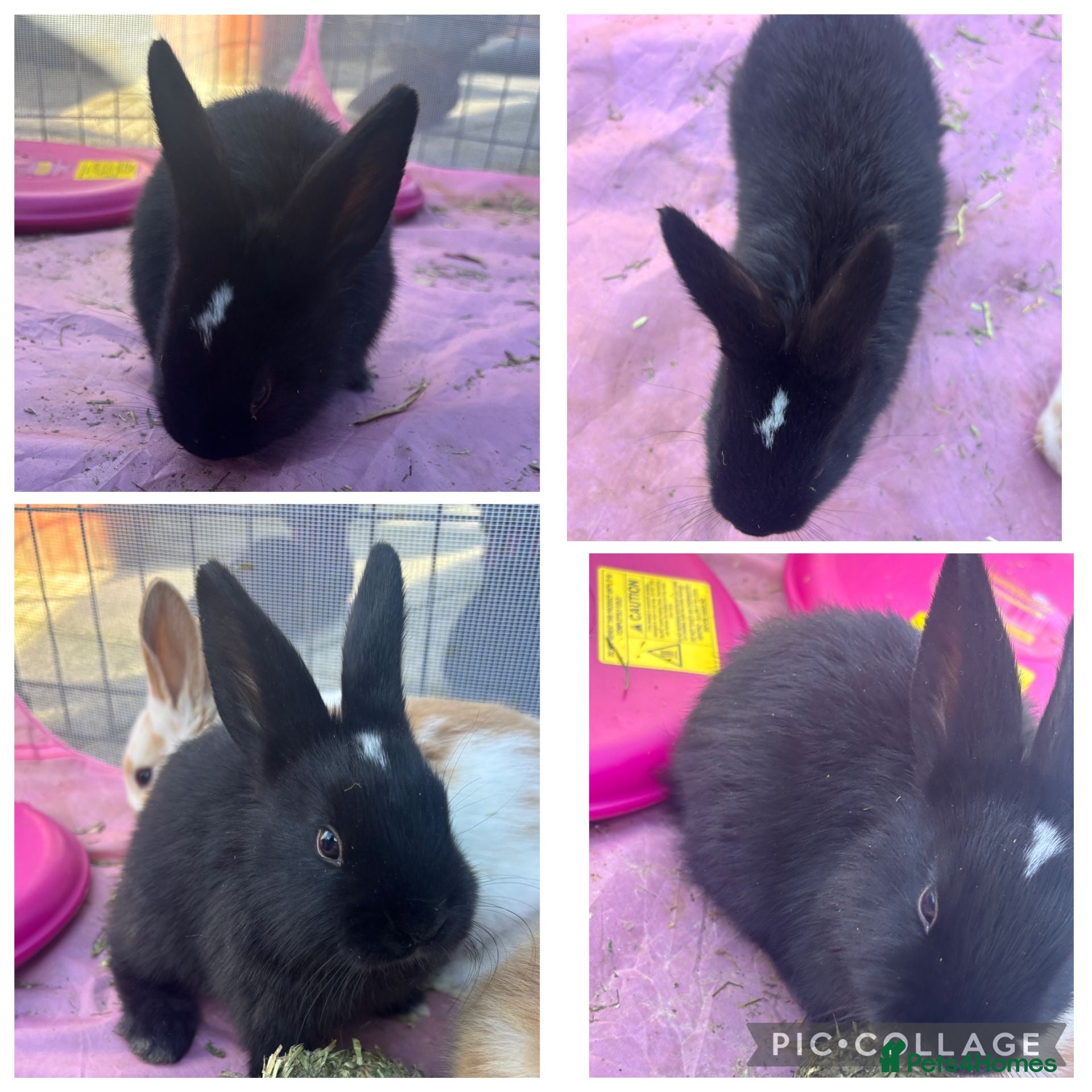 Mixed Breed rabbits A Pair of bonded Male bunnies, read description!! - Advert 2