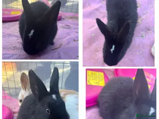 Mixed Breed rabbits A Pair of bonded Male bunnies, read description!! - Advert 2