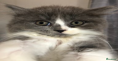 British Shorthair cats - Advert 5