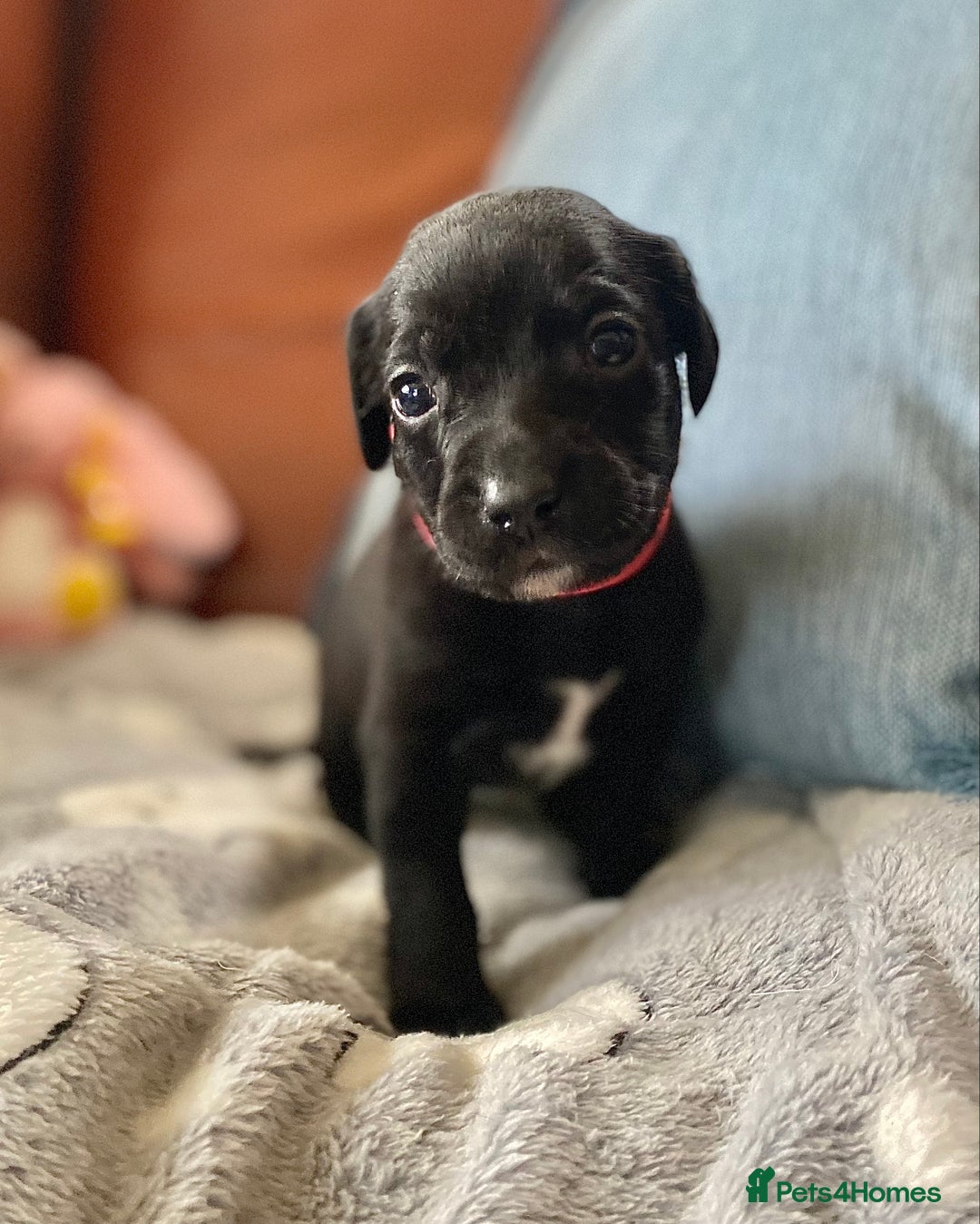Springador dogs for sale: STUNNING SPRINGADOR PUPPIES  - Image 11