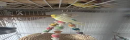 Budgerigars birds for sale: 3 male budgies with cage & toys - Advert 16